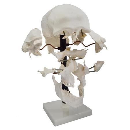 EISCO Beauchene skull model on stand, natural size, 22 parts AMCH1049AS